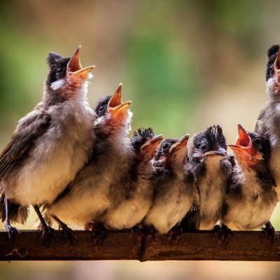The Choir