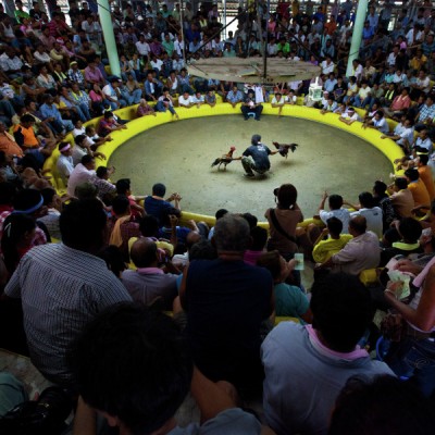 Cockfighting