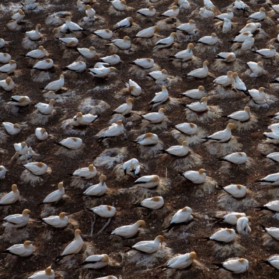 Nesting Gannets