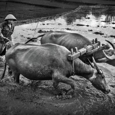 Plowing The Field