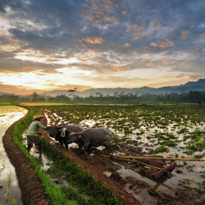 bersiap membajak sawah