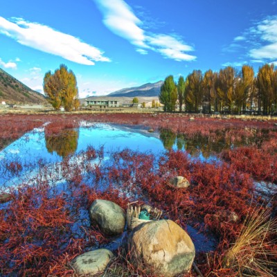 Red Grassland.
