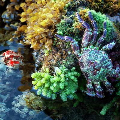 Aquarium