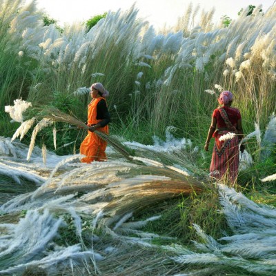Kash harvest in India