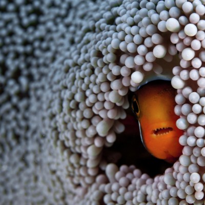 Hiding from extinction