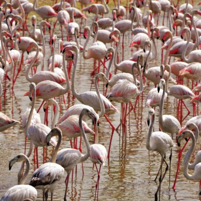 Flamingos