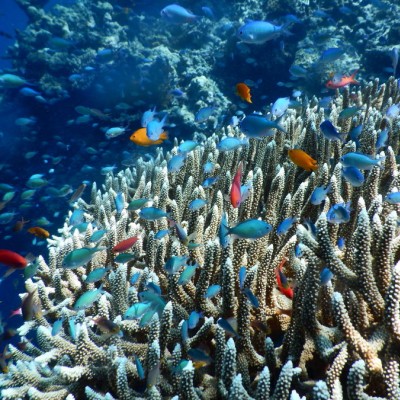 Happy Fishes