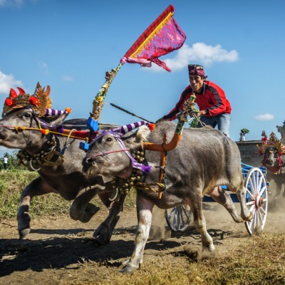 Makepung Race