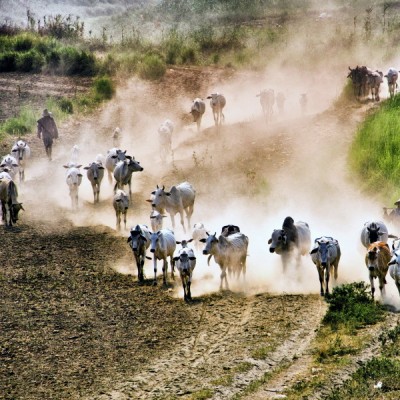 Cowboys