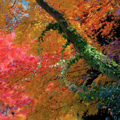 Colorful Autumn Leaves