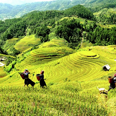 MÃ¢m sÃ´i vÃ ng
