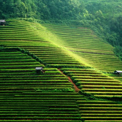 Peaceful farm