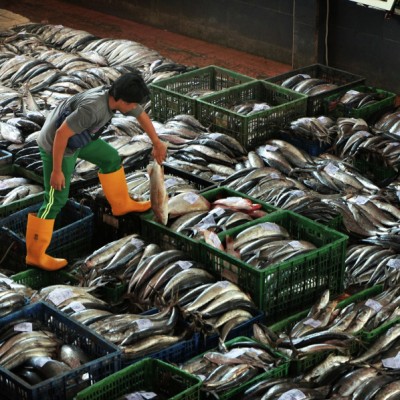Indonesian marine resources