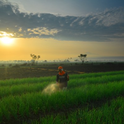 Aktifitas pagi di sawah