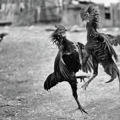 Cock Fight