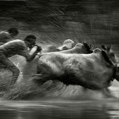 A Moment of Cow Race