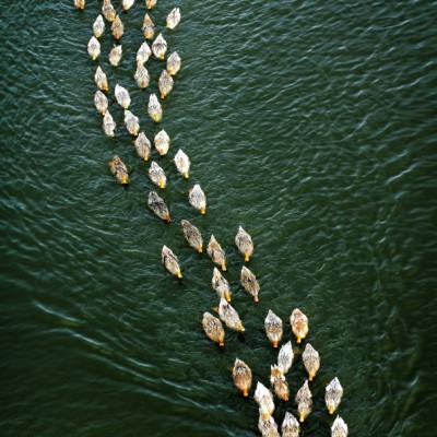 follow the herd