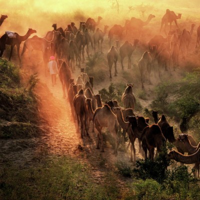 Pushkar Camels