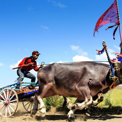 Race Buffalo Makepung