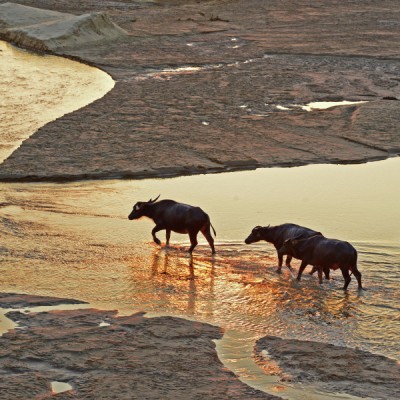 A man with buffaloes