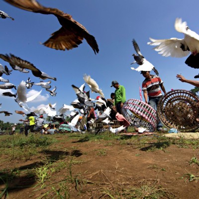 Jember Pigeons Race