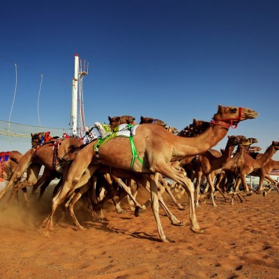 The Camel Race