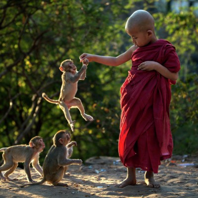 Monkey jumping to eat