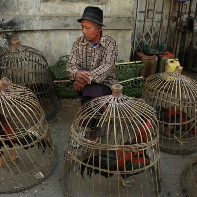 Seller Rooster