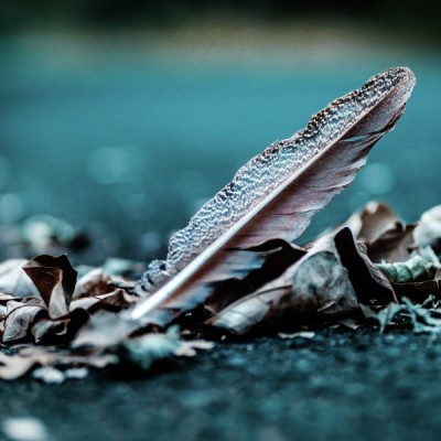 nature's creativity
