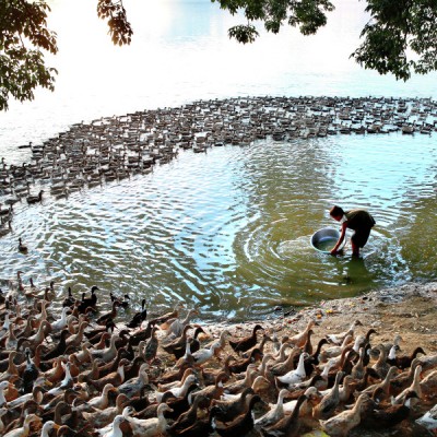 Duckboy