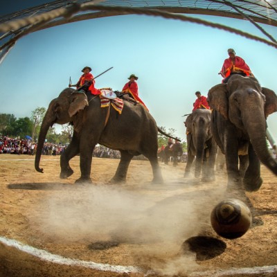 Elephant soccer competition