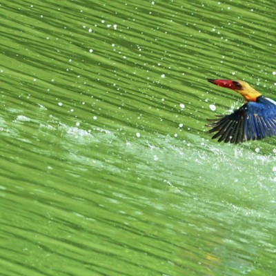 Flying out of Water.