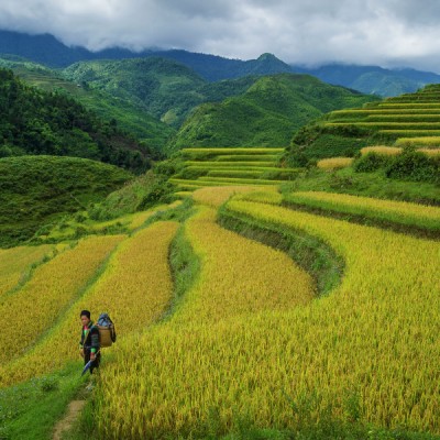 Sapa Woman in Padi Field