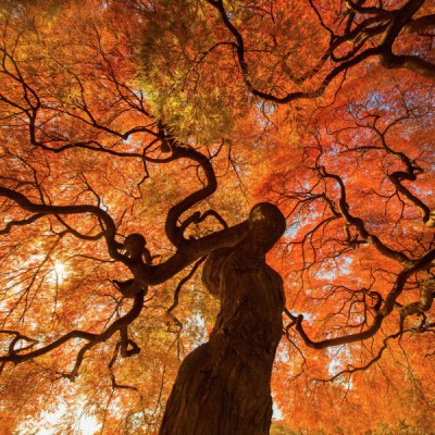 Autumn Tree
