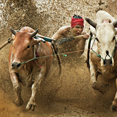 Pacujawi
