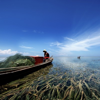 The Seaweed Farmer