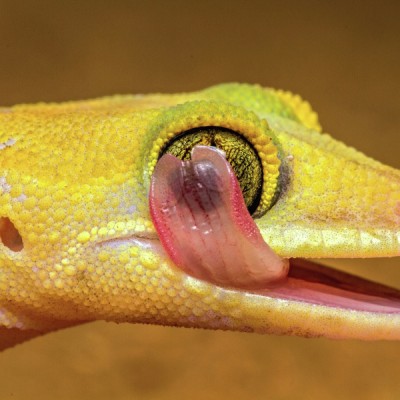 Licking Gecko
