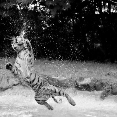 Tiger Splash
