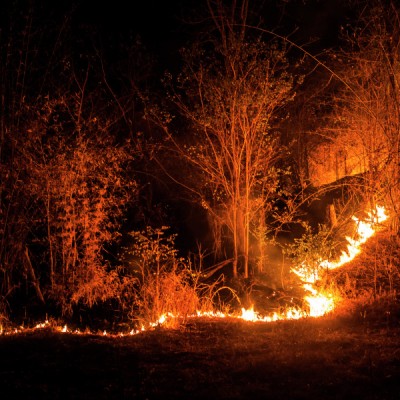 Forest Fire