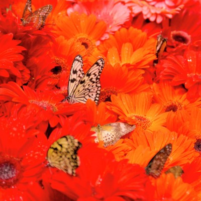 Flying Flowers