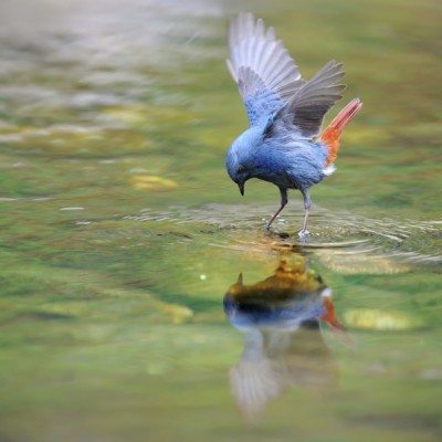 Natural Mirror
