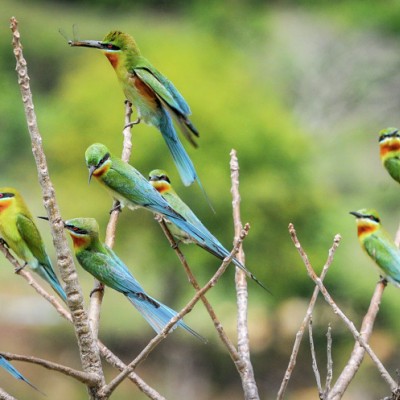 Burung Bee Eater