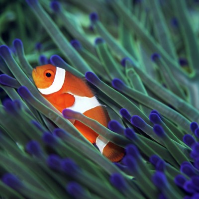 Sulawesi Clownfish