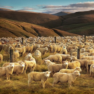Lambs