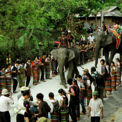 Voi trong Lá»… Há»™i