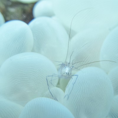 Bubble Coral Shrimp
