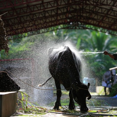 farmer