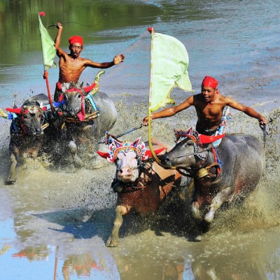 Makepung Lampid