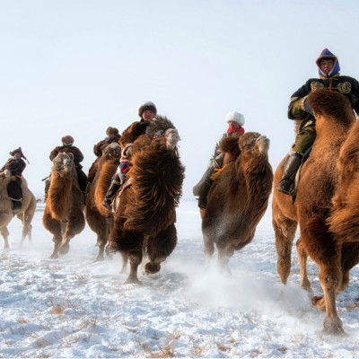 Camel races