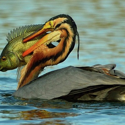BIG CATCH